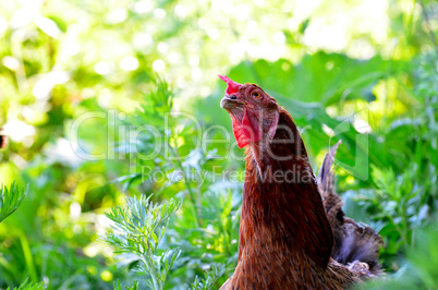 Portrait of a curious chicken on a grass