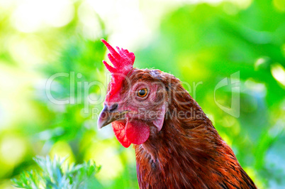 Portrait of a curious chicken on a grass