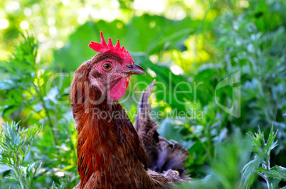 Portrait of a curious chicken on a grass