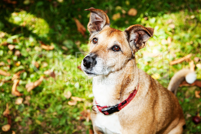 Dog on autumnal meadow Dog on autumnal meadow