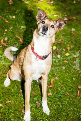 Dog on autumnal meadow