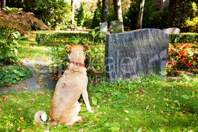 Cemetery with dog