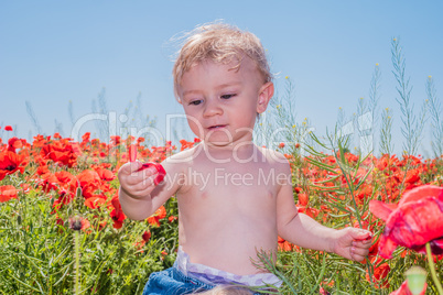 little baby boy posing on poppy fields