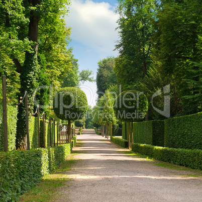 summer park with a beautiful avenue