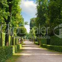 summer park with a beautiful avenue