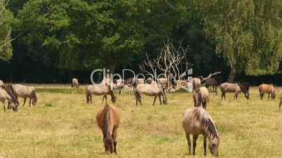 wild horses grazing heat haze 11647