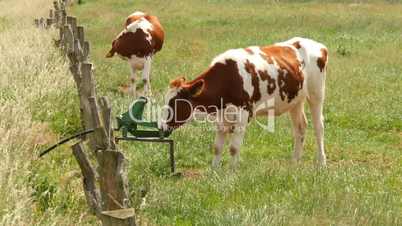 cow drinking at self service trough 11648