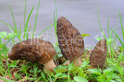 Three Morels