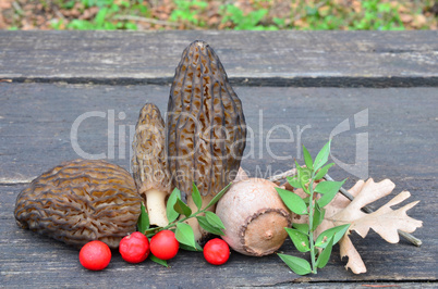 Morels and Holly berries
