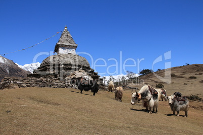 Yak herd carrying goods and stupa