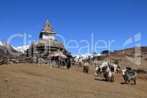Yak herd carrying goods and stupa