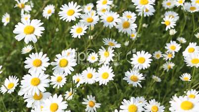 White and yellow marguerites in the wind