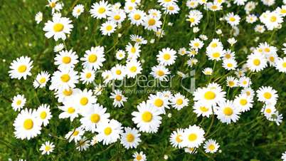 White and yellow marguerites in the wind