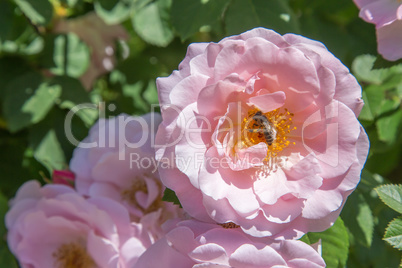 Bauernrose mit Bienen