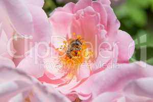 Biene auf Blütenstempel