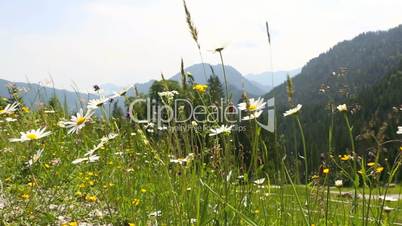 Sunny mountain landscape in the Bavarian Alps with beautiful flowers in foreground