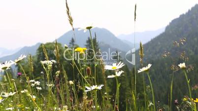 Mountain landscape in Bavarian Alps with colorful flowers in the foreground
