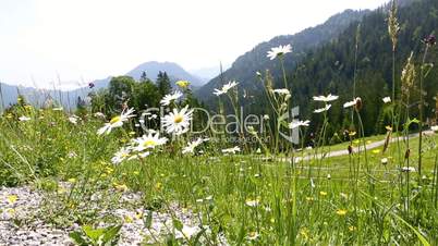 Sunny mountain landscape in the Bavarian Alps with beautiful flowers in foreground
