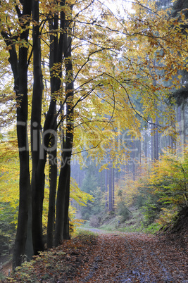 Waldweg