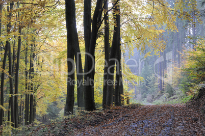 Waldweg