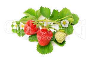strawberries and green leaves