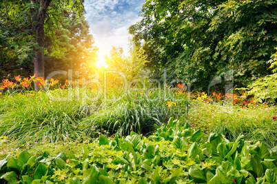 summer park with a beautiful flower bed