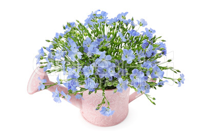 Flax flowers in a watering can