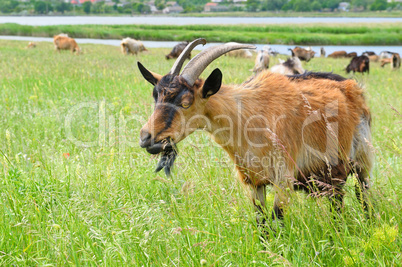 goats in the pasture