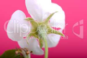 apple blossoms in spring on white background