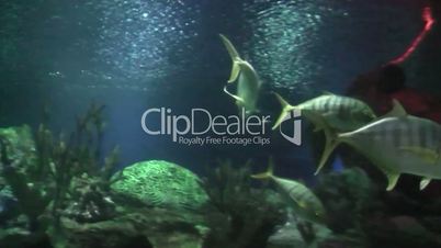 shark floating in the aquarium. slow motion