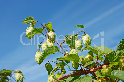 Hop cones against the blue sky
