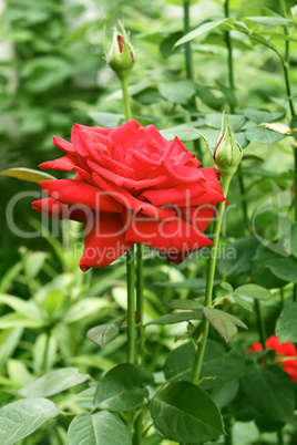 Beautiful red rose