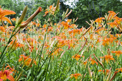Orange lily flowers lilies in garden outdoor