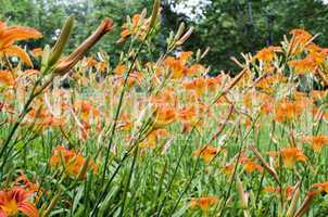 Orange lily flowers lilies in garden outdoor