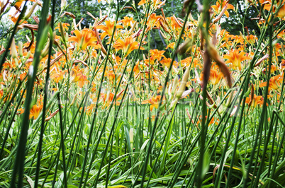 Orange Lilly Flower Lilies Outdoor