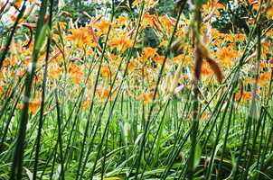 Orange Lilly Flower Lilies Outdoor