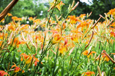 Orange Lilly Flower Lilies Outdoor