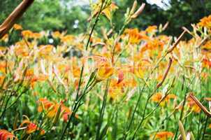 Orange Lilly Flower Lilies Outdoor