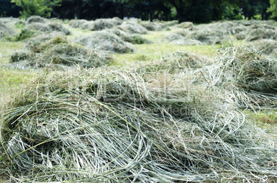 Cutting edge from cut and uncut grass in rousse