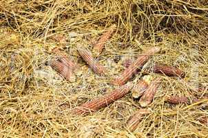 Corn Waste