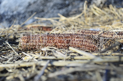 Corn Waste