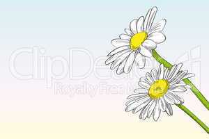 Two daisies against clear background