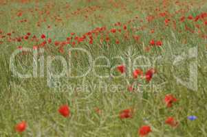 mohn