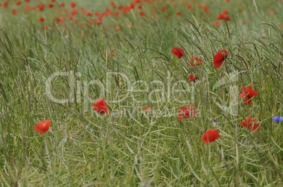 mohn