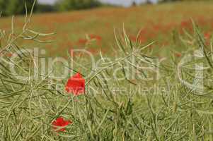 mohn