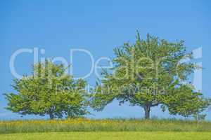 Obstbäume mit blauem Himmel und Sommerwiese