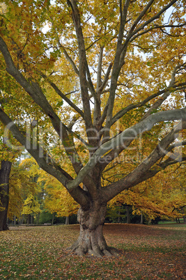 Park im Herbst