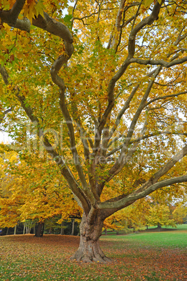 Park im Herbst