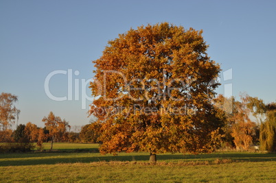 Eiche im Herbst