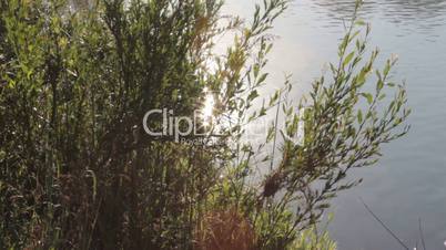 The play of sunlight in the branches of the grass